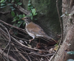 Turdus pallidus