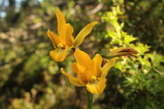 Chloraea