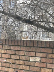 Sciurus niger rufiventer