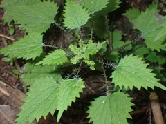 Urtica sykesii