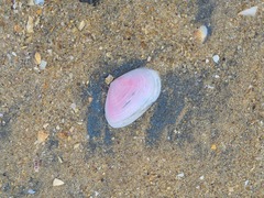 Tellinidae