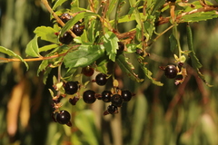 Ribes integrifolium