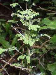Urtica sykesii