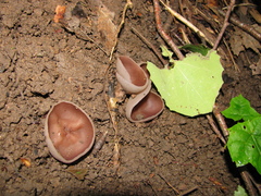 Malvipezia