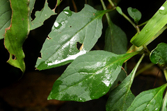 Lycianthes lysimachioides