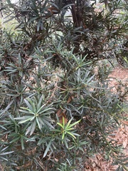 Taxus baccata