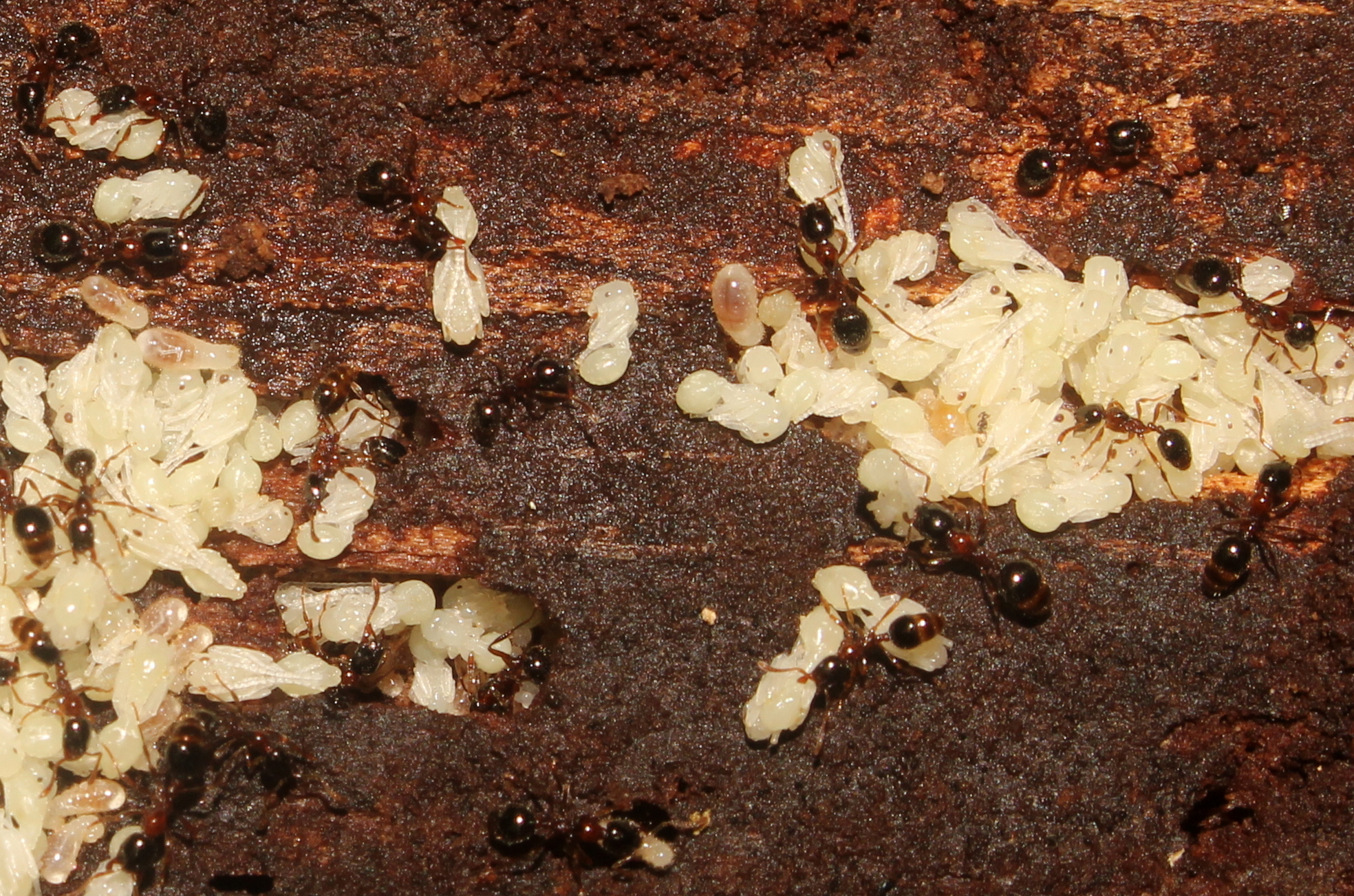 Monomorium cekalovici