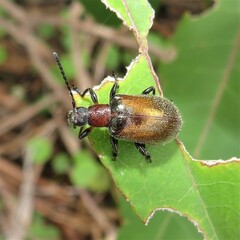 Metriolagria affinis