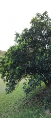 Eriobotrya japonica