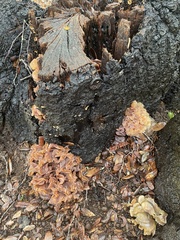 Phaeotremella frondosa