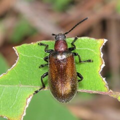 Metriolagria affinis