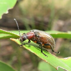 Metriolagria affinis