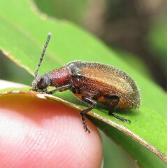 Metriolagria affinis