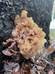 Phaeotremella frondosa