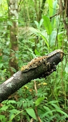 Urostrophus vautieri