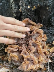 Phaeotremella frondosa