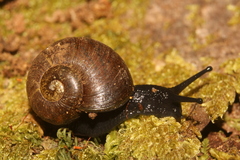 Macrocyclis peruvianus