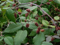 Rubus glaucus