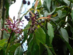 Palicourea angustifolia