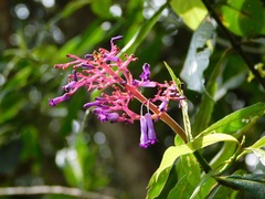 Palicourea angustifolia