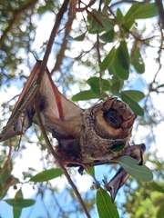 Lasiurus cinereus villosissimus