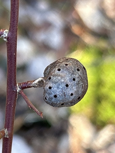 Blueberry Stem Gall Wasp
