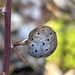 Blueberry Stem Gall Wasp - Photo (c) birders130, some rights reserved (CC BY-NC), uploaded by birders130