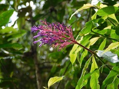 Palicourea angustifolia