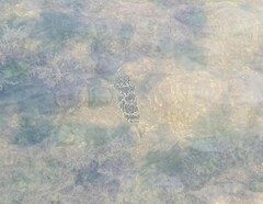 Sphoeroides greeleyi