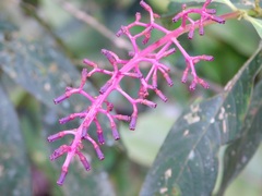 Palicourea angustifolia