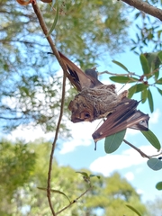 Lasiurus cinereus villosissimus