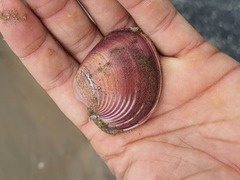 Eucallista purpurata