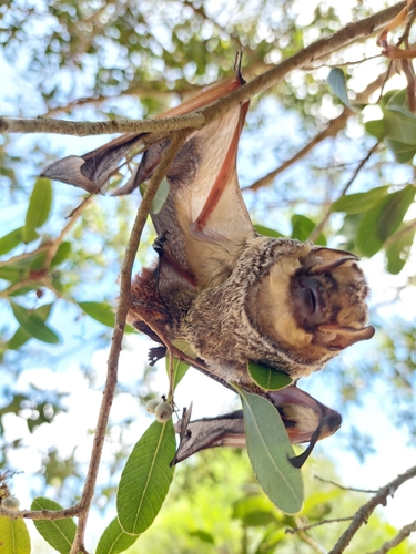 Southern Hoary Bat (Lasiurus villosissimus) — Data Deficient Mammalia
