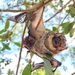 South American Hoary Bat - Photo (c) luccar511, some rights reserved (CC BY-NC), uploaded by luccar511