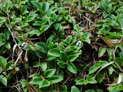 Viola scandens