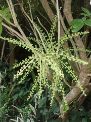 Schefflera digitata