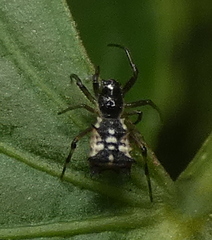 Micrathena picta