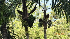 Bactris
