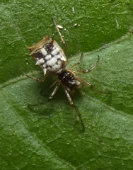 Micrathena picta