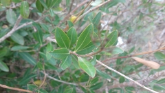 Bupleurum fruticosum