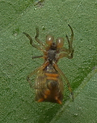 Micrathena picta