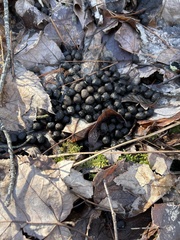 Odocoileus virginianus