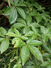 Schefflera digitata