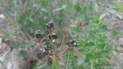 Bupleurum fruticosum