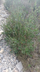 Bupleurum fruticosum
