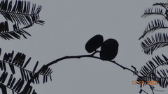 Macrolobium acaciifolium