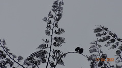 Macrolobium acaciifolium