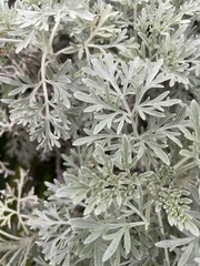 Artemisia pycnocephala