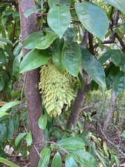 Annonaceae