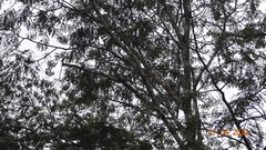 Macrolobium acaciifolium